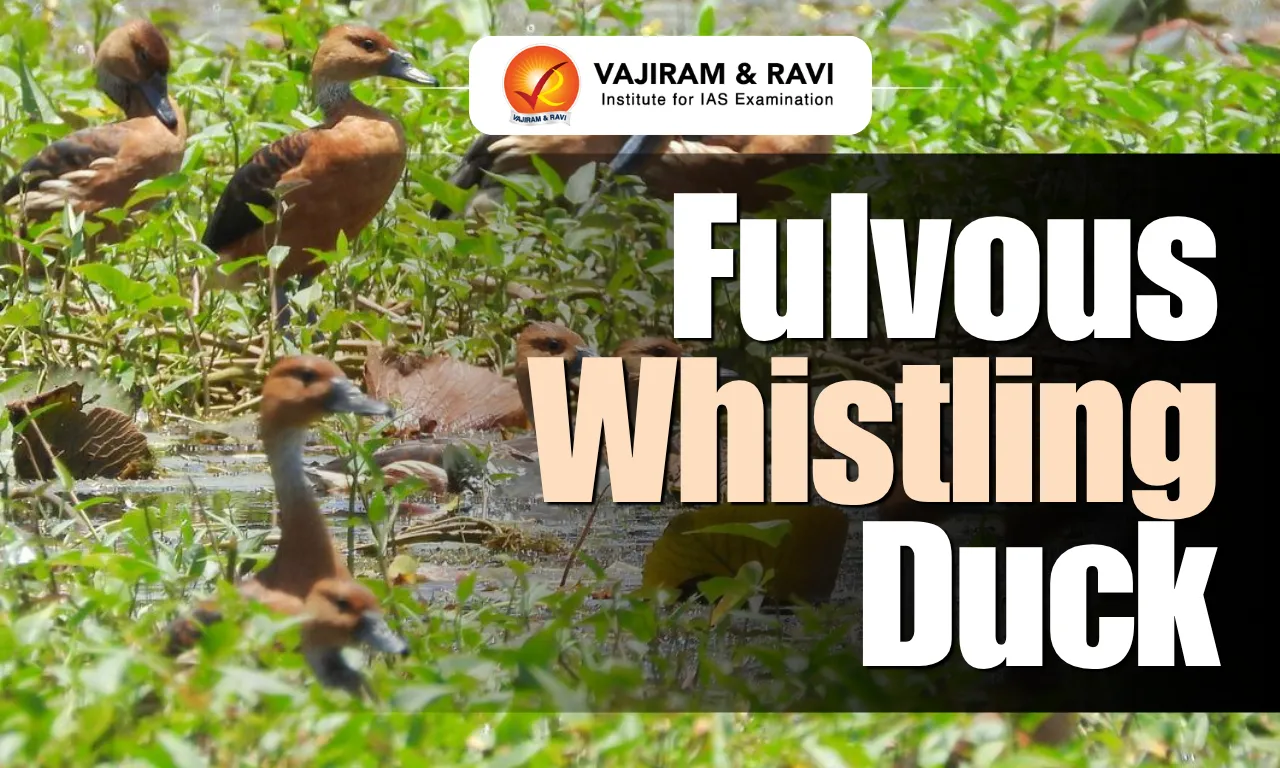 Fulvous Whistling Duck