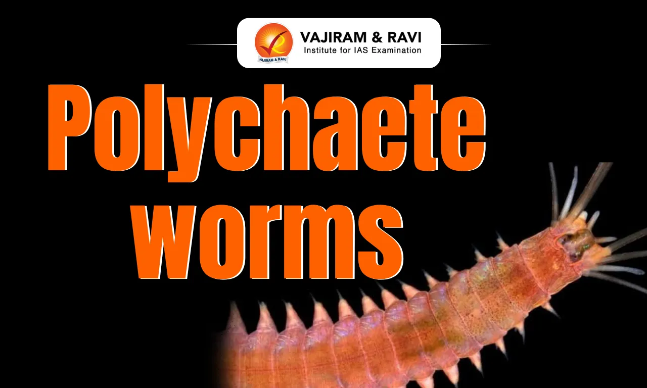 Polychaete worms