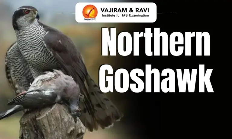 Northern Goshawk