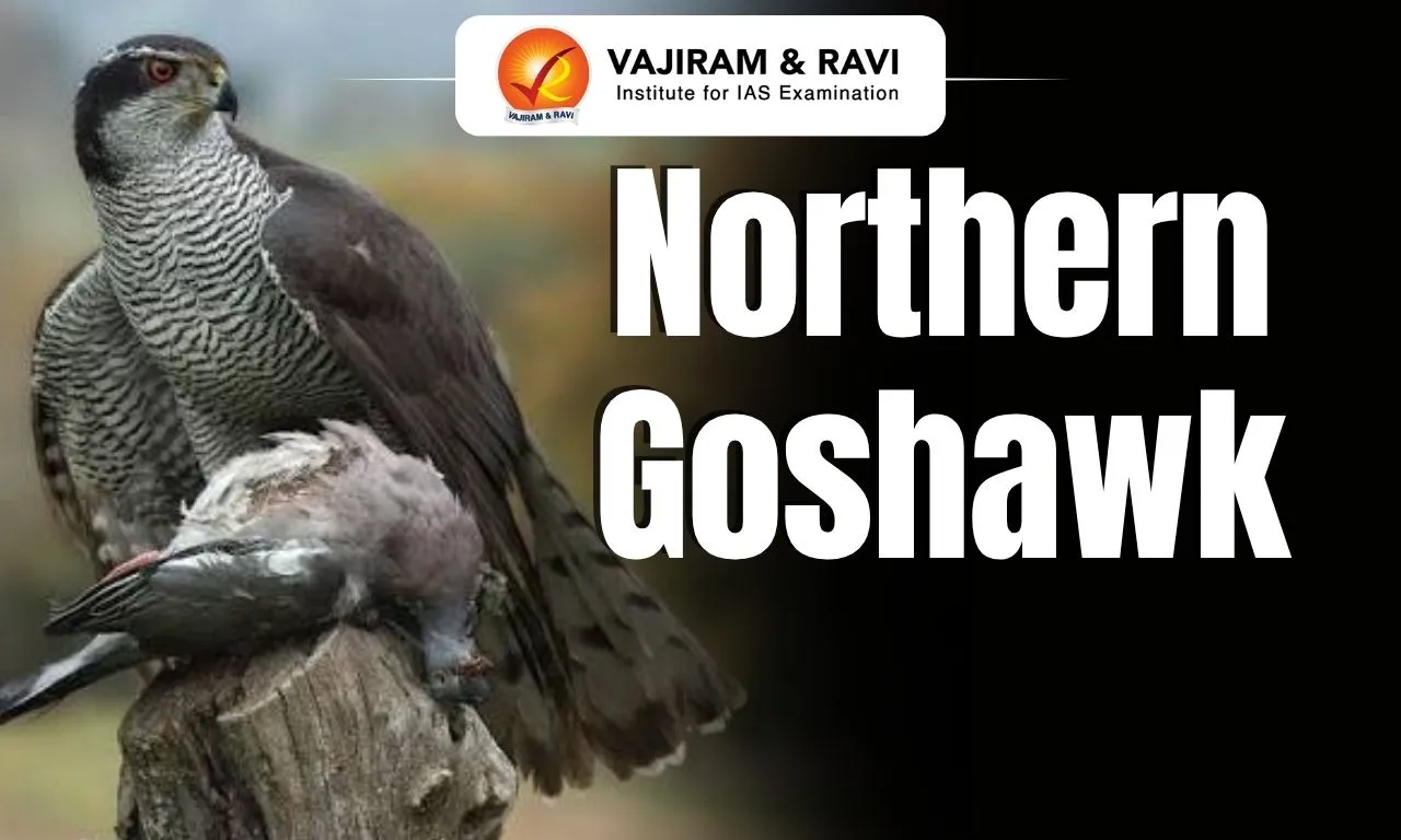 Northern Goshawk