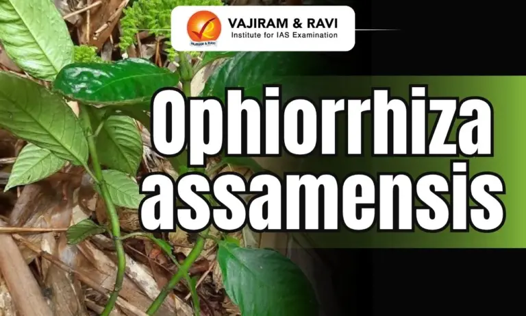 Ophiorrhiza assamensis