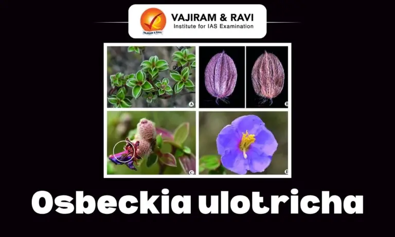 Osbeckia ulotricha