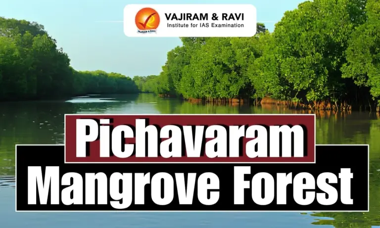 Pichavaram Mangrove Forest