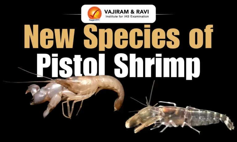 New Species of Pistol Shrimp