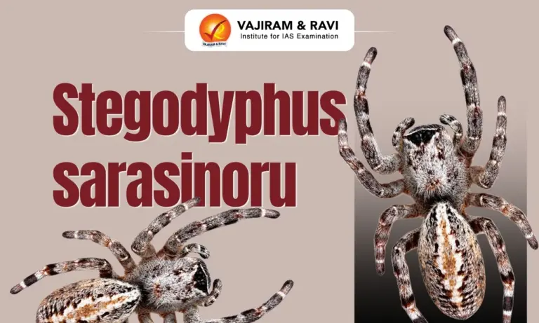 Stegodyphus sarasinorum