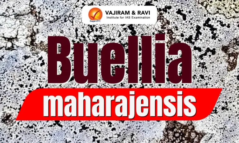 Buellia maharajensis
