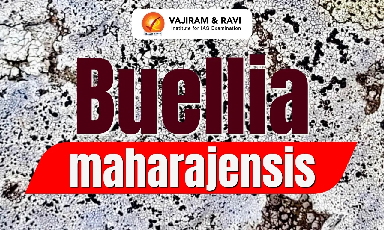 Buellia maharajensis