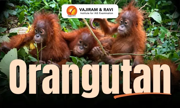 Orangutan