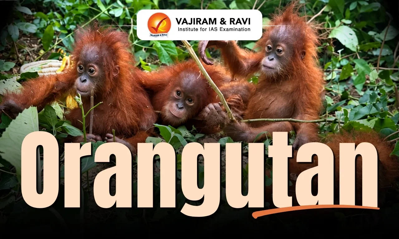 Orangutan