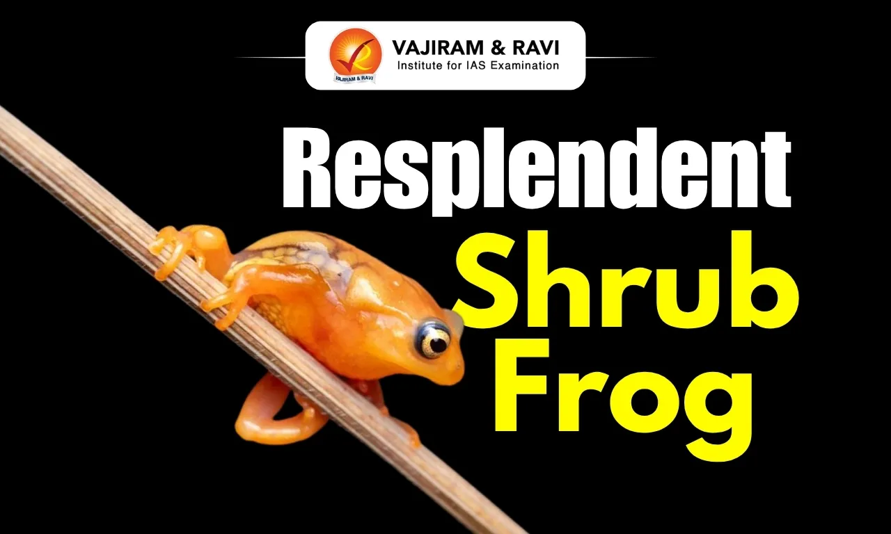 Resplendent Shrub Frog