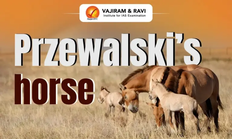 Przewalski’s Horse