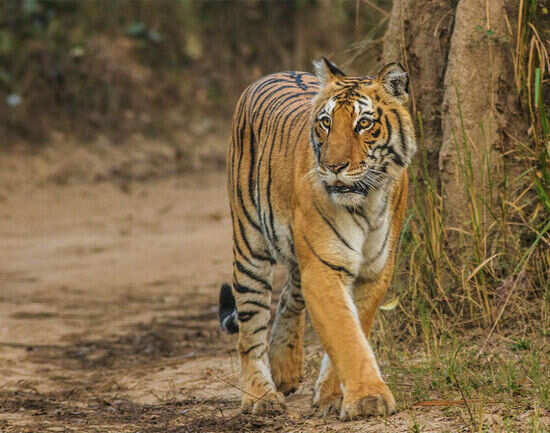 Buxa Tiger Reserve