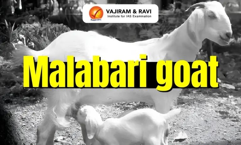 Malabari Goat