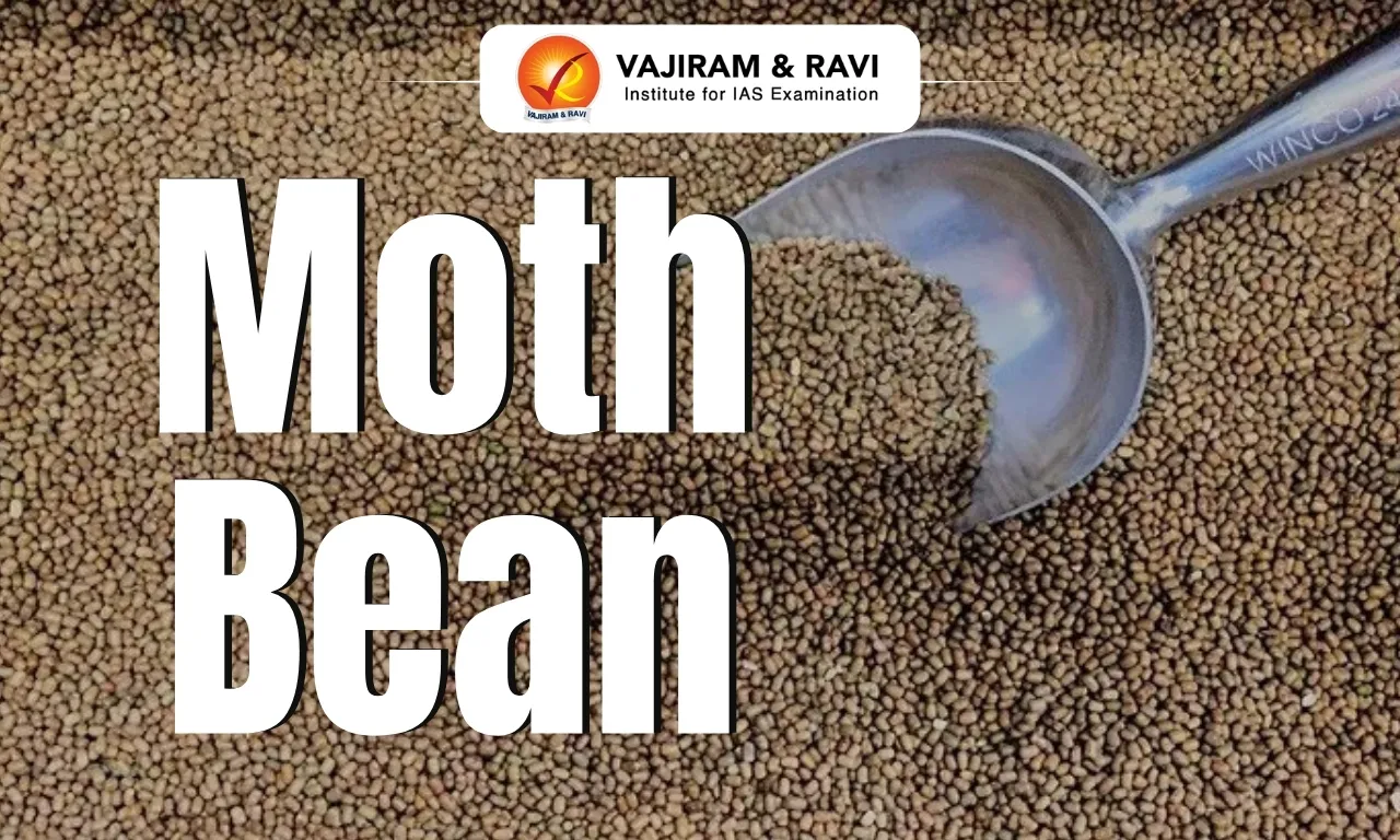Moth Bean