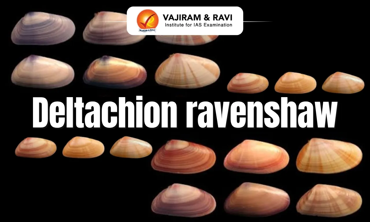 Deltachion ravenshaw