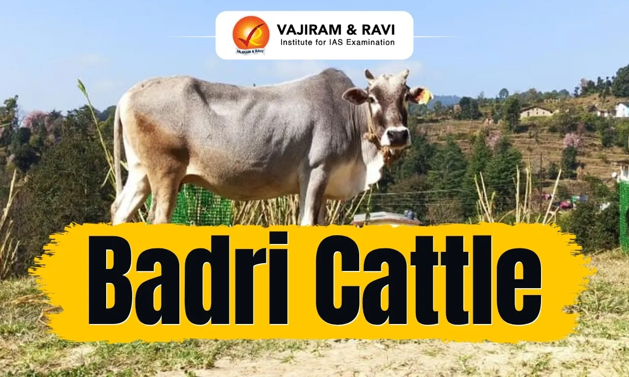 Badri Cattle