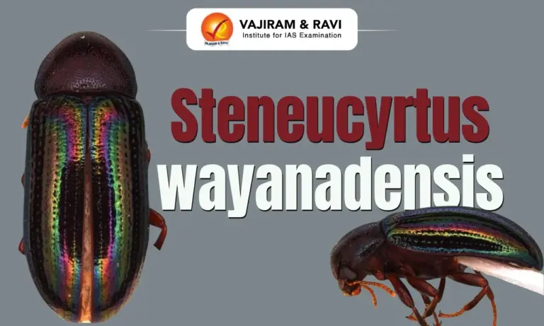 Steneucyrtus wayanadensis