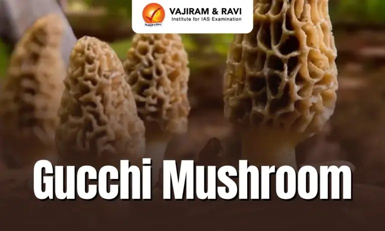 Gucchi Mushroom