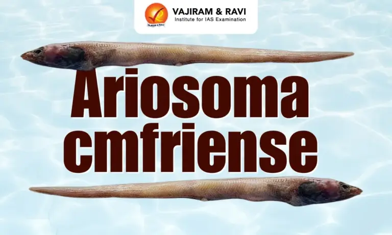 Ariosoma cmfriense