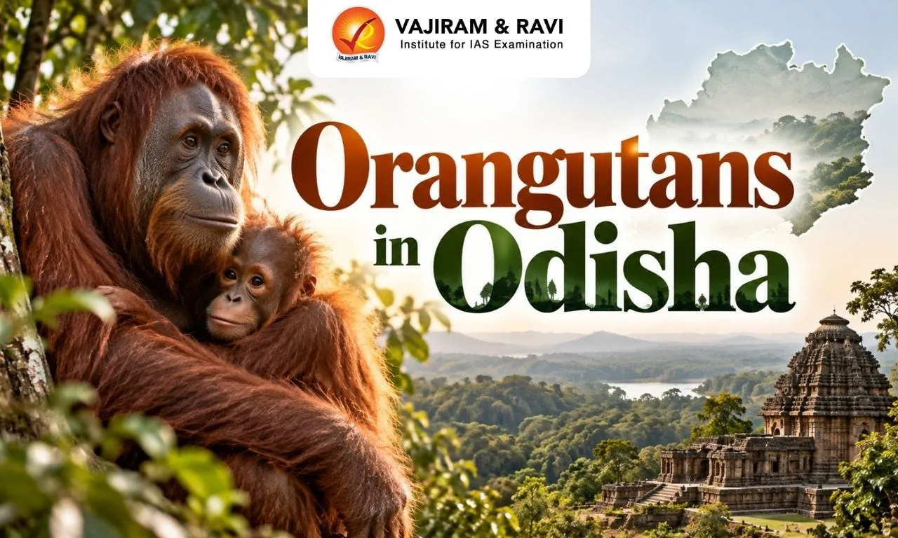 Orangutans in Odisha