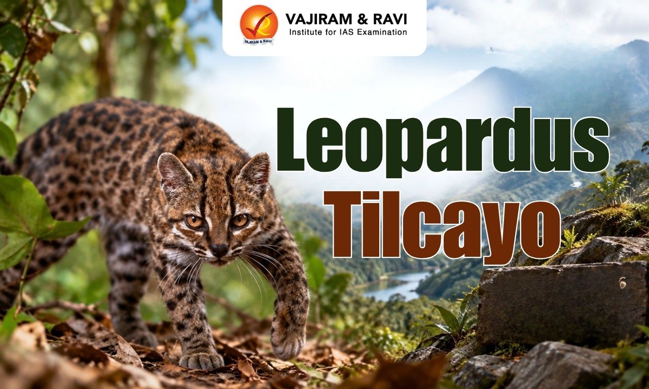 Leopardus Tilcayo