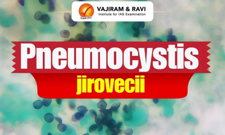 Pneumocystis jirovecii