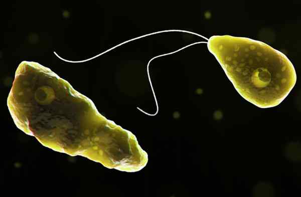 Naegleria fowleri