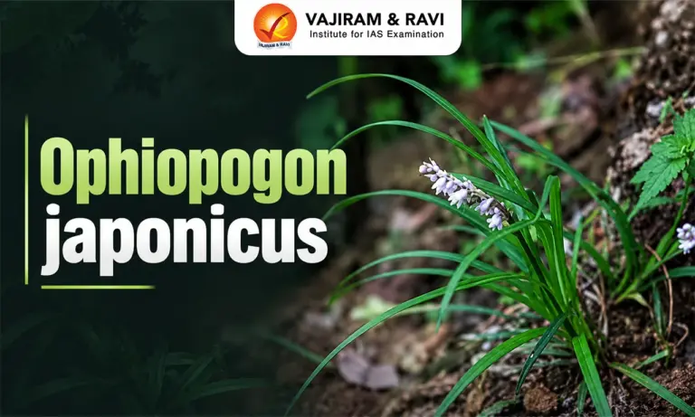 Ophiopogon Japonicus