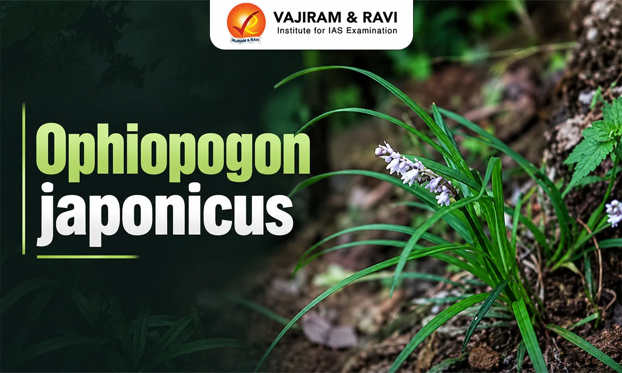 Ophiopogon Japonicus