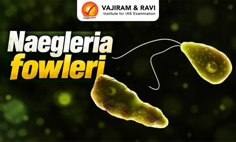 Naegleria fowleri