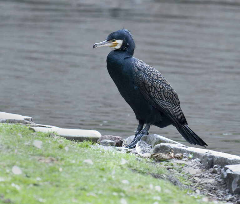 Great Cormorant