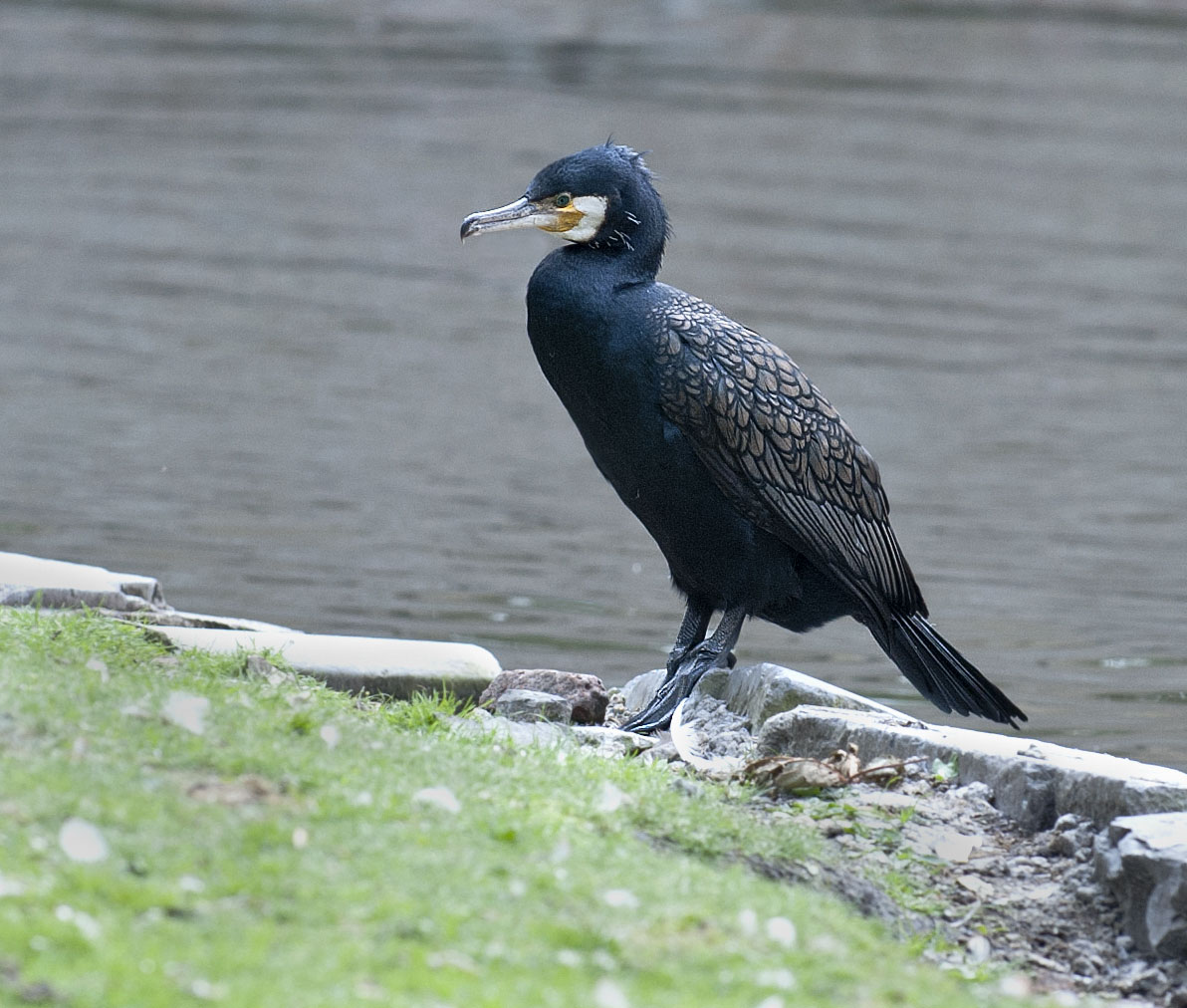 Great Cormorant