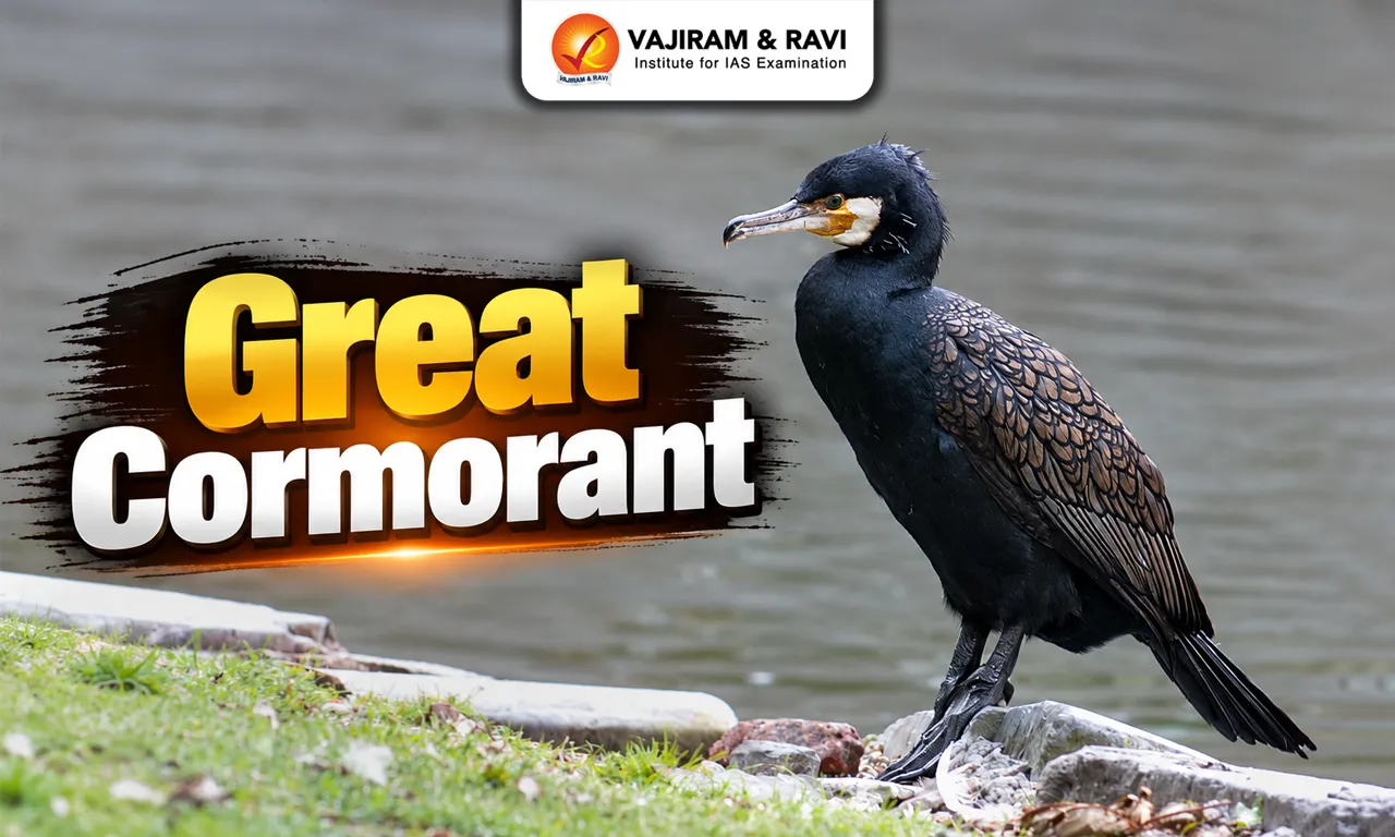 Great Cormorant