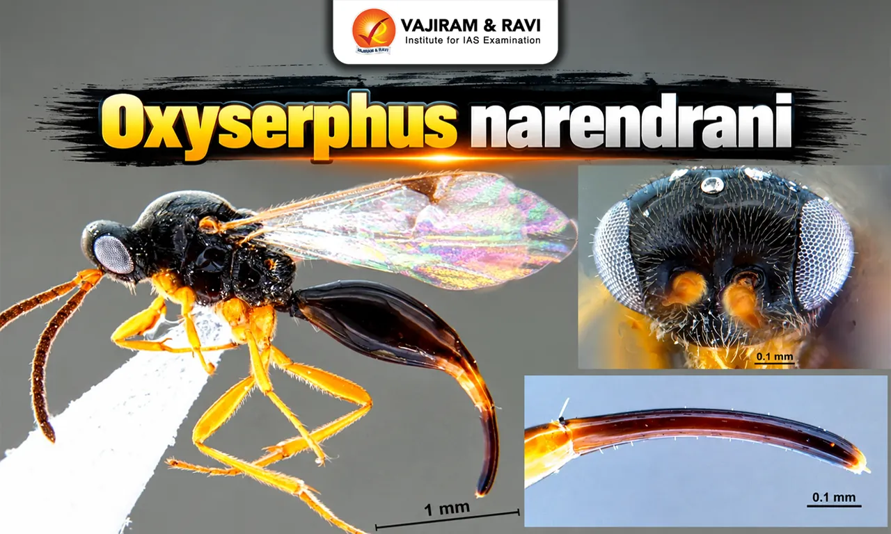 Oxyserphus narendrani