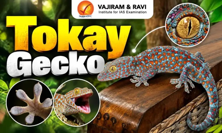 Tokay Gecko