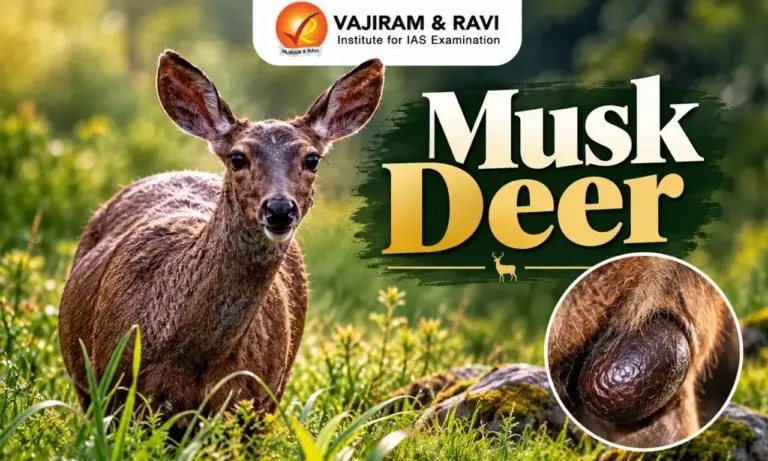 Musk Deer