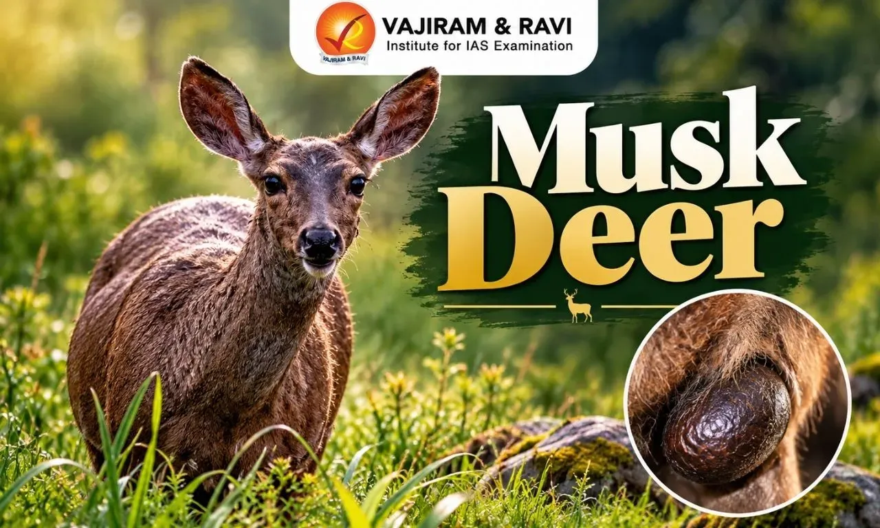 Musk Deer