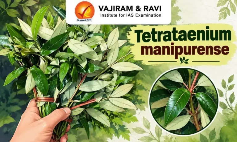 Tetrataenium manipurense