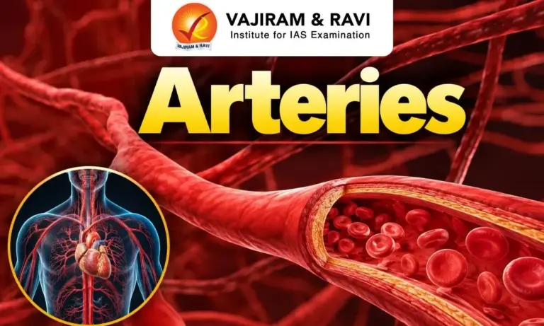 Arteries