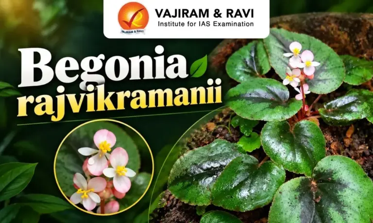 Begonia rajvikramanii