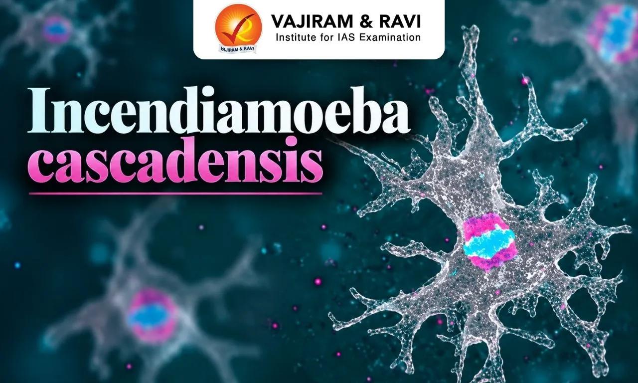 Incendiamoeba cascadensis