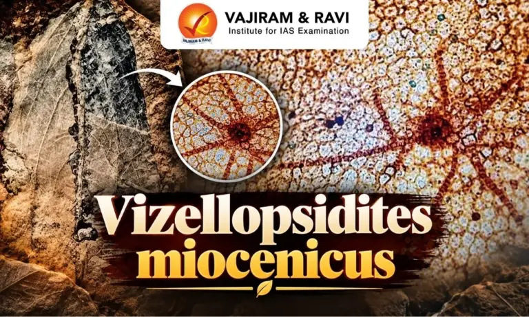 Vizellopsidites miocenicus