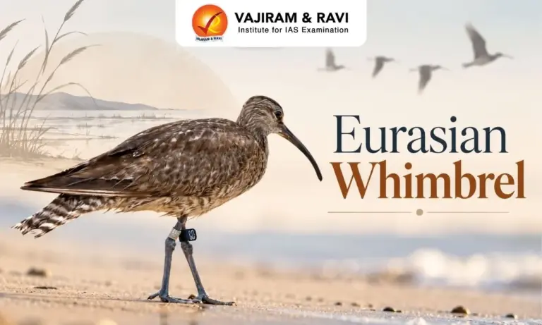 Eurasian Whimbrel