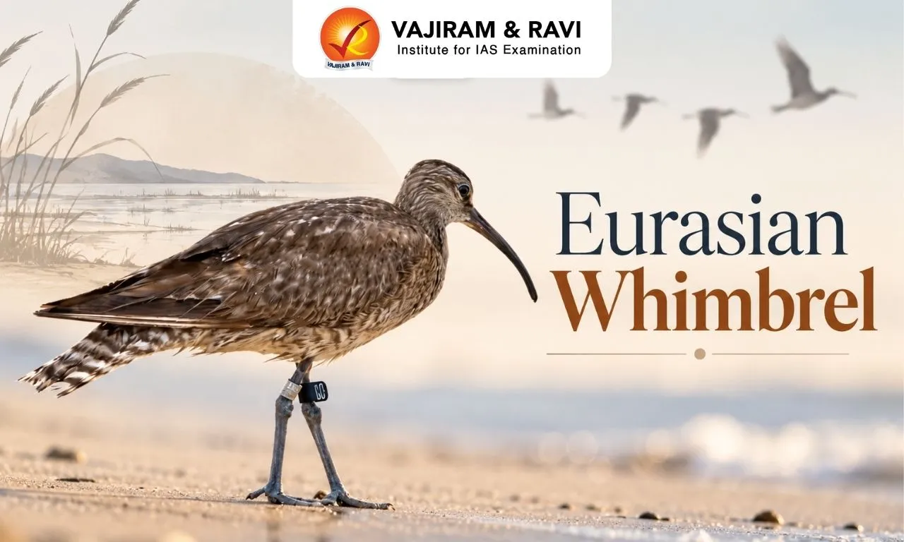 Eurasian Whimbrel