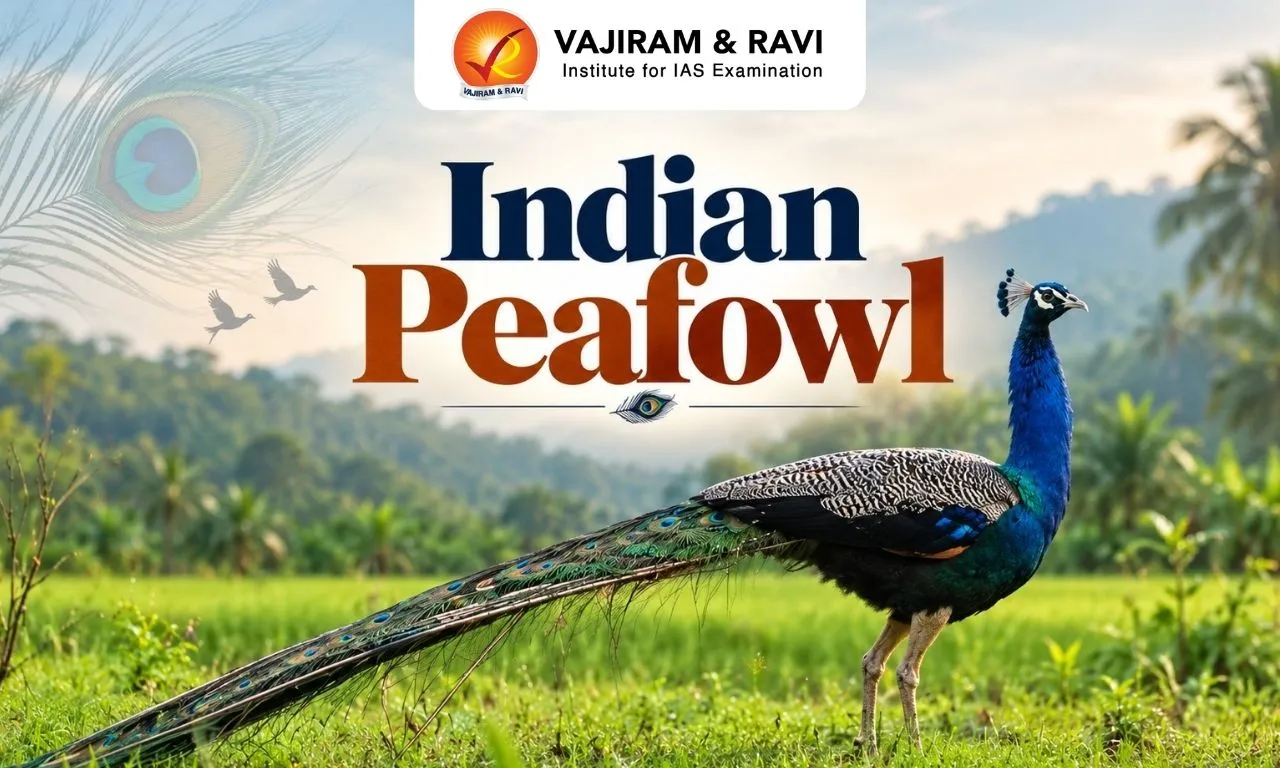 Indian Peafowl