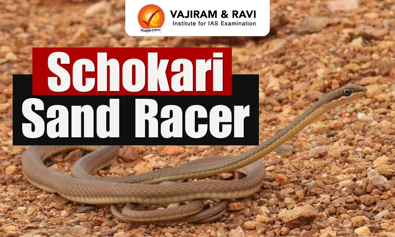Schokari Sand Racer