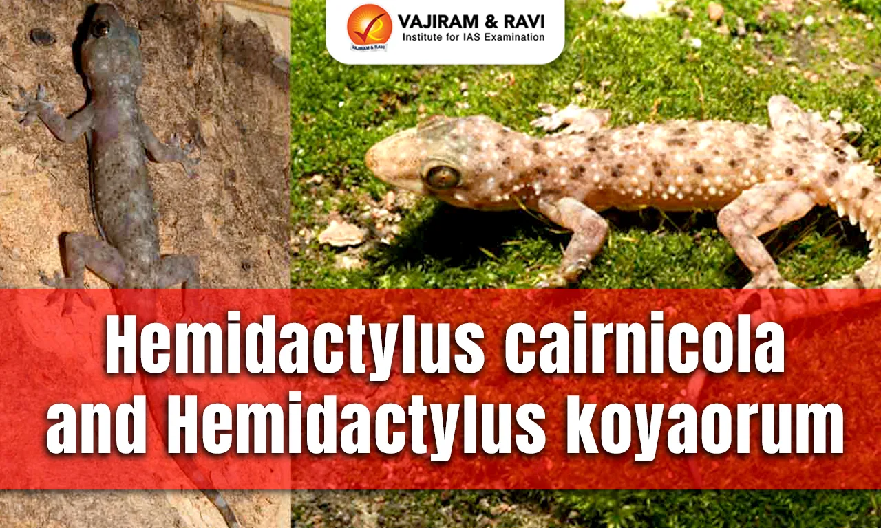 Hemidactylus cairnicola and Hemidactylus koyaorum