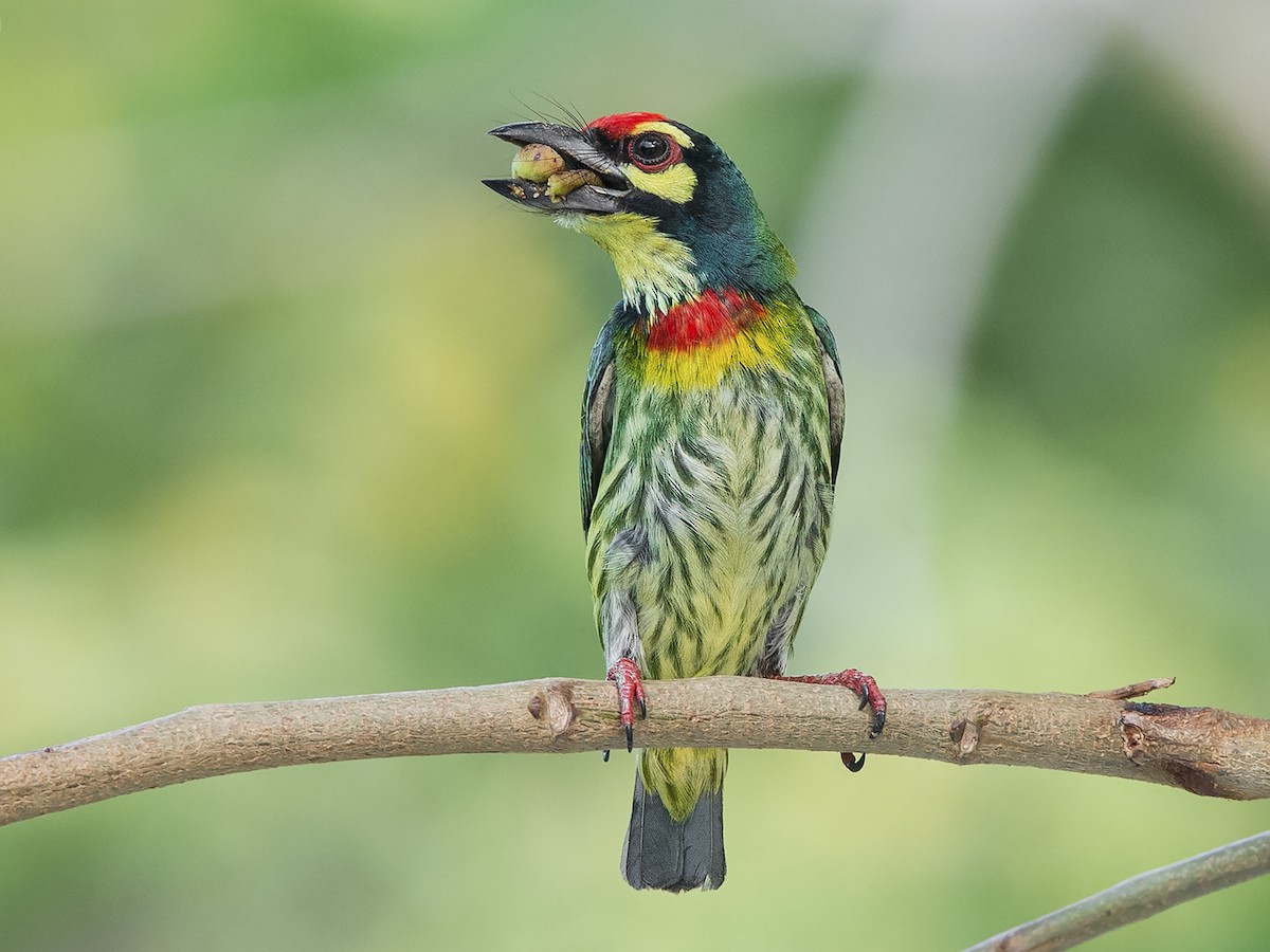 What is Coppersmith barbet