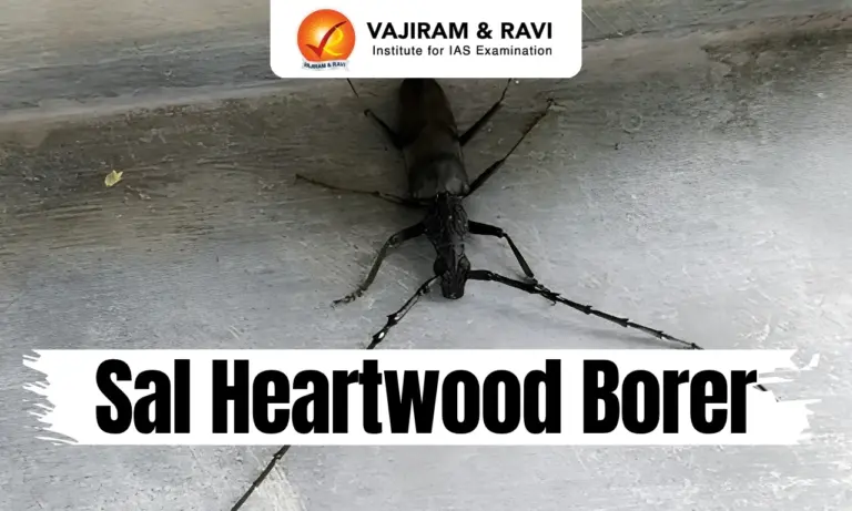 Sal Heartwood Borer