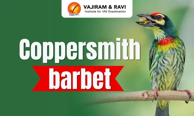 Coppersmith barbet